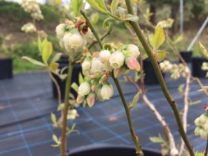 ブルーベリーの花 ブルーベリーヒル淡路