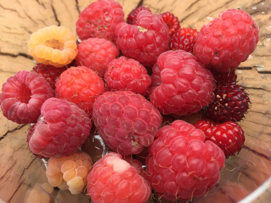 ラズベリー ブルーベリーヒル淡路