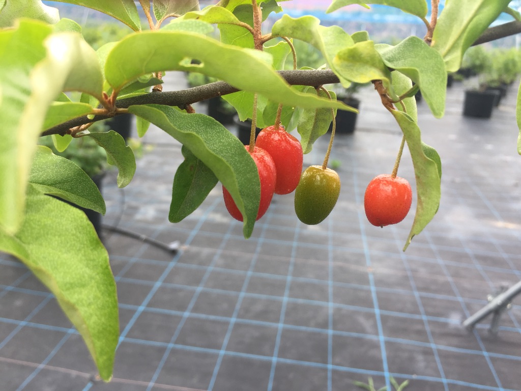 グミの実 ブルーベリーヒル淡路