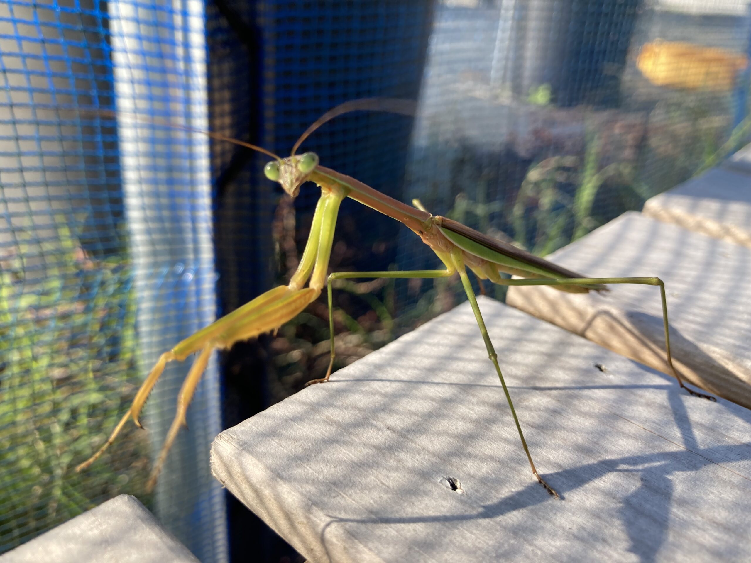 カマキリ│ブルーベリーヒル淡路